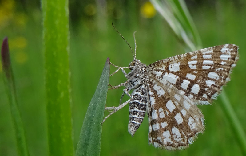 Chiasmia clathrata - Geometridae